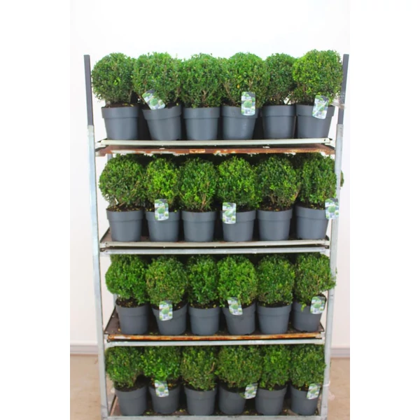 Csipkéslevelű magyal ILEX CRENATA LUXUS GLOBE GÖMB 25/30 K5