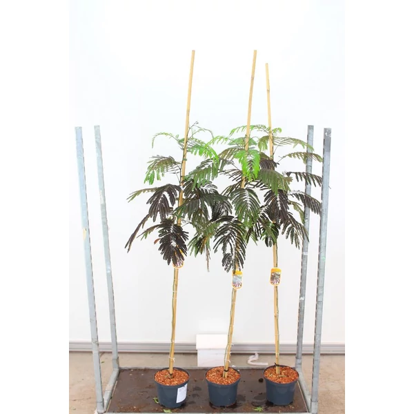 SelyemakácALBIZIA JULIBRISSIN SUMMER CHOCOLATE 150/200 K5