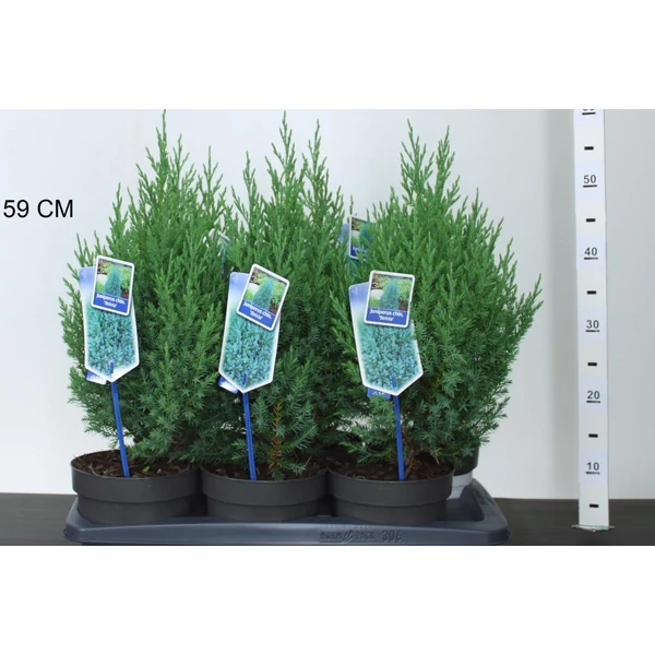 Kínai boróka   JUNIPERUS CHINENSIS STRICTA 30/40 CS17