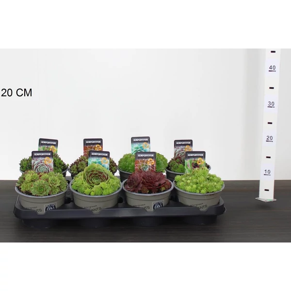 Kövirózsa FAJTÁK  SEMPERVIVUM FAJTÁK 15CM CS14