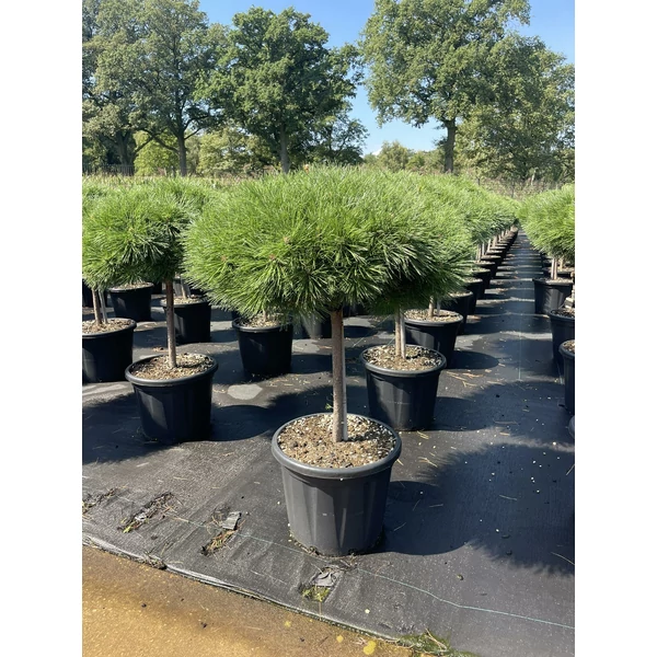 Japán erdeifenyő PINUS DENSIFLORA ALICE VERKADE T40 50/+ K20