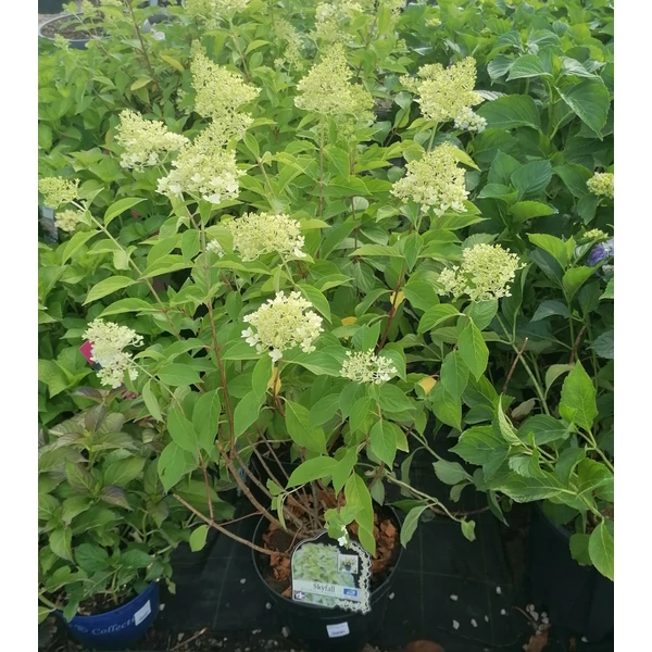 Bugás hortenzia HYDRANGEA PANICULATA SKYFALL 50/60 K15