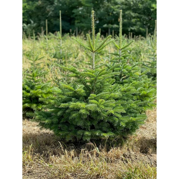 Kaukázusi jegenyefenyő   ABIES NORDMANNIANA 100/125 FL