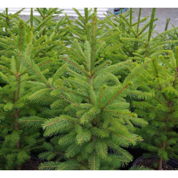 Közönséges luc   PICEA ABIES 100/125 FL