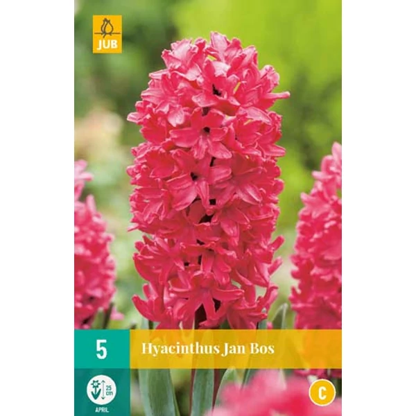  Jácint VIRÁGHAGYMA HYACINTHUS JAN BOS  5DB/CSOMAG JUB 300520