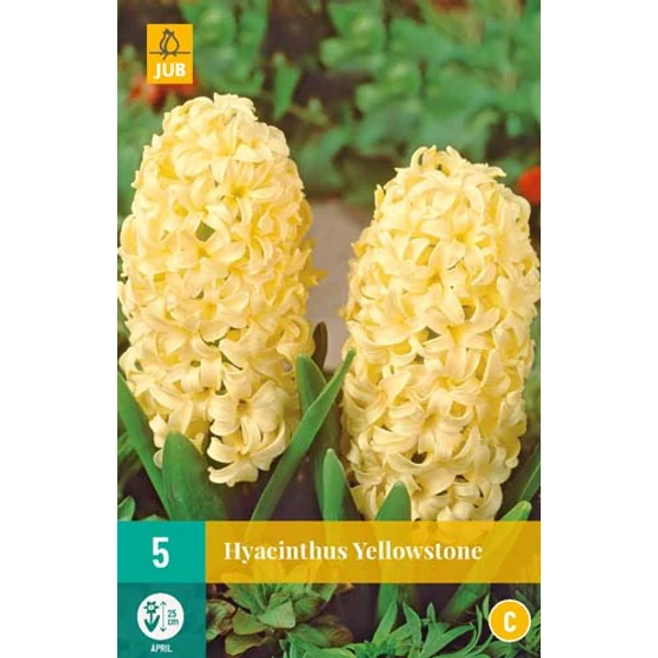 Jácint VIRÁGHAGYMA HYACINTHUS YELLOWSTONE  5DB/CSOMAG JUB 300800