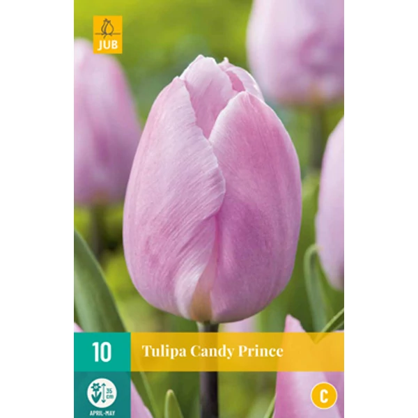Tulipán VIRÁGHAGYMA TULIPS CANDY PRICE 7DB/CSOMAG JUB 301150