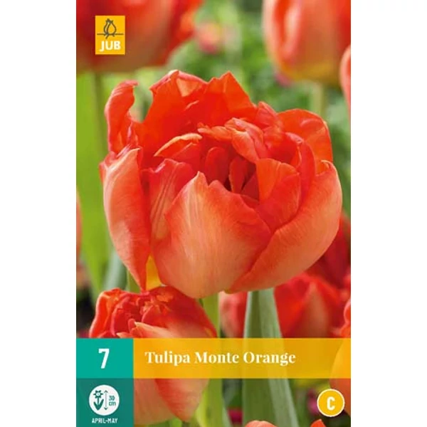 Virághagyma Tulipán