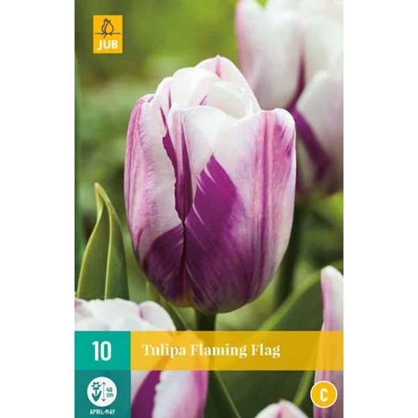 Virághagyma Tulipán