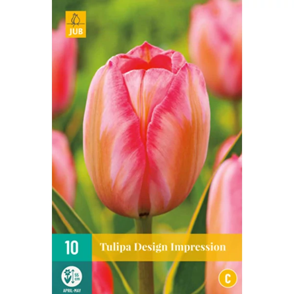 Virághagyma Tulipán