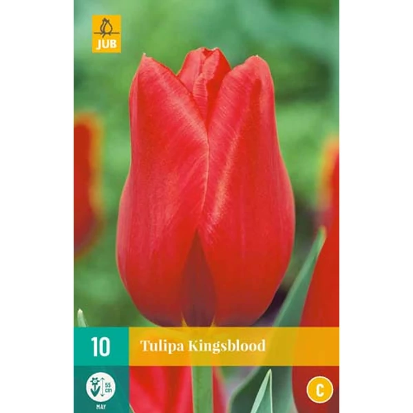 Virághagyma Tulipán