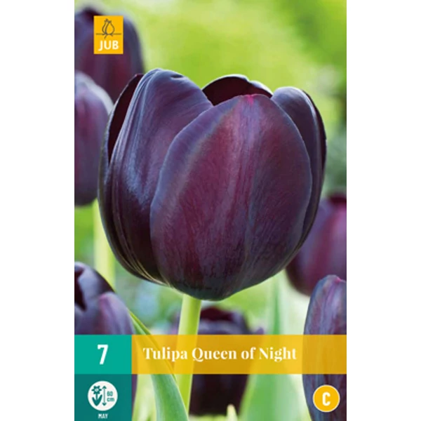 Tulipán VIRÁGHAGYMA TULIPS QUEEN OF NIGHT 7DB/CSOMAG JUB 302600