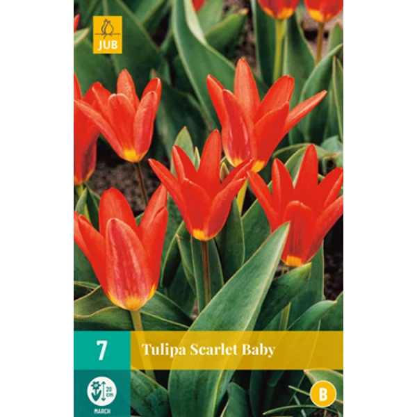 Tulipán VIRÁGHAGYMA TULIPS SCARLET BABY 7DB/CSOMAG JUB 304250