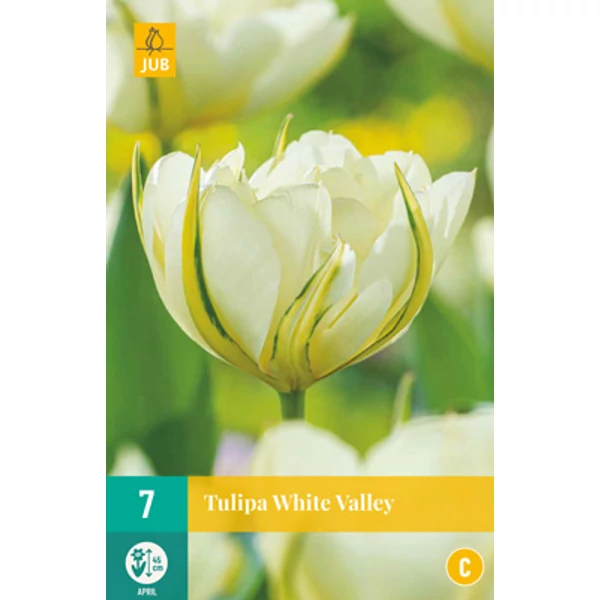 Tulipán VIRÁGHAGYMA TULIPS WHITE VALLEY 7DB/CSOMAG JUB 304460