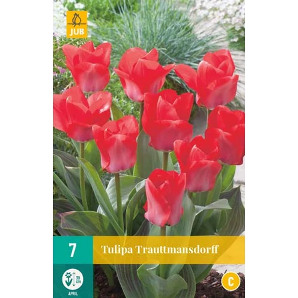 Tulipán VIRÁGHAGYMA TULIPS TRAUTTMANNSDORF 7DB/CSOMAG JUB 304620