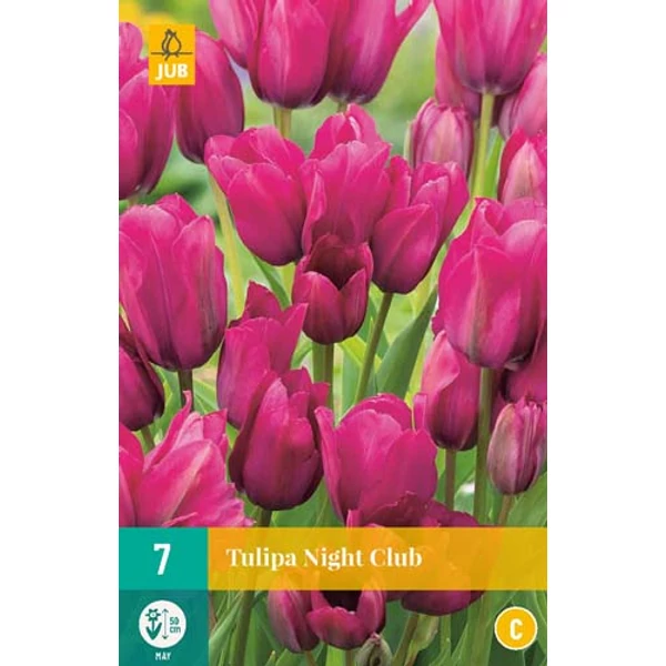 Tulipán VIRÁGHAGYMA TULIPS NIGHT CLUB 7DB/CSOMAG JUB 304785