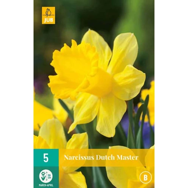 Nárcisz VIRÁGHAGYMA NARCISSUS DUTCH MASTER 5DB/CSOMAG JUB 305530