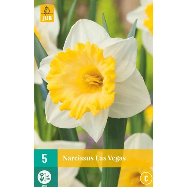 Nárcisz VIRÁGHAGYMA NARCISSUS LAS VEGAS 5DB/CSOMAG JUB 305550