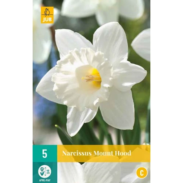 Nárcisz VIRÁGHAGYMA NARCISSUS MOUNT HOOD 5DB/CSOMAG JUB 305560