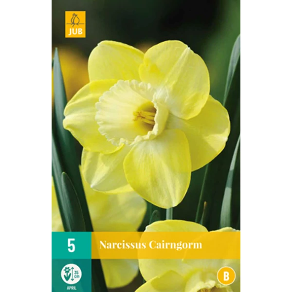 Nárcisz VIRÁGHAGYMA NARCISSUS CAIRNGORN 5DB/CSOMAG JUB 305590