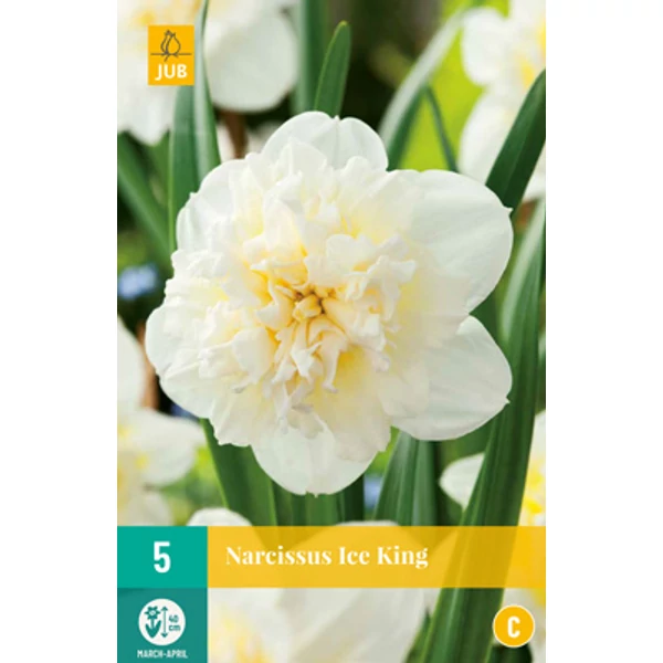 Nárcisz VIRÁGHAGYMA NARCISSUS ICE KING 5DB/CSOMAG JUB 306090