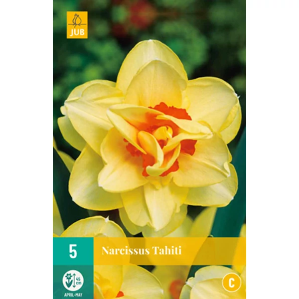 Nárcisz VIRÁGHAGYMA NARCISSUS TAHITI 5DB/CSOMAG JUB 306180