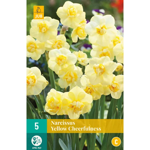 Nárcisz VIRÁGHAGYMA NARCISSUS YELLOW CHEERFULNESS 5DB/CSOMAG JUB 306620