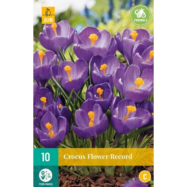 Krókusz VIRÁGHAGYMA CROCUS FLOWER RECORD 10DB/CSOMAG JUB 307330