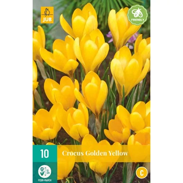Krókusz VIRÁGHAGYMA CROCUS GOLDEN YELLOW 10DB/CSOMAG JUB 307360