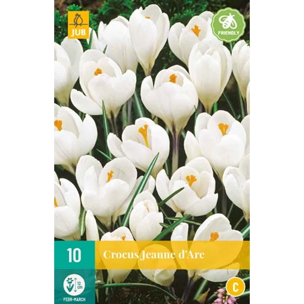 Krókusz VIRÁGHAGYMA CROCUS JEANNE DARC 10DB/CSOMAG JUB 307420