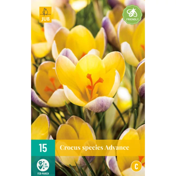 Krókusz VIRÁGHAGYMA CROCUS ADVANCE 15DB/CSOMAG JUB 307570