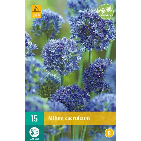 Díszhagyma VIRÁGHAGYMA ALLIUM CAERULEUM 15DB/CSOMAG JUB 308000