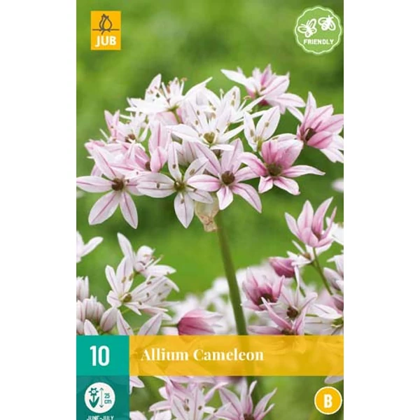 Díszhagyma VIRÁGHAGYMA ALLIUM CAMELEON 10DB/CSOMAG JUB 308010