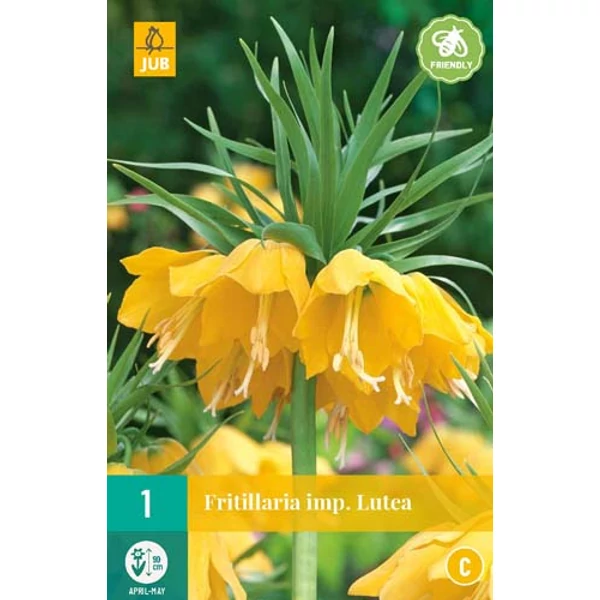 Császárkorona VIRÁGHAGYMA FRITILLARIA LUTEA 1DB/CSOMAG JUB 309730
