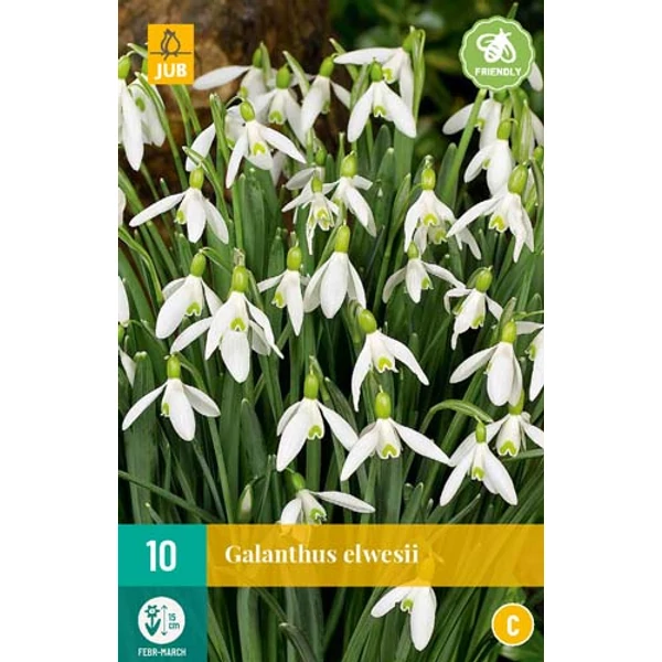 Hóvirág VIRÁGHAGYMA GALANTHUS ELWESII 10DB/CSOMAG JUB 309950