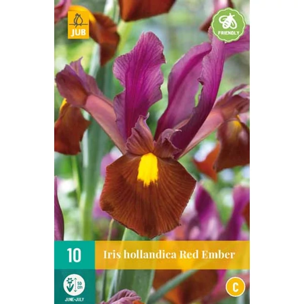 Holland nőszirom VIRÁGHAGYMA IRIS HOLLANDICA RED EMBER 10DB/CSOMAG JUB 310540