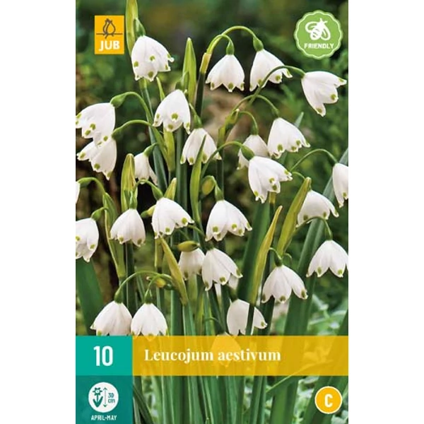 Nyári tőzike VIRÁGHAGYMA LEUCOJUM AESTIVUM 10DB/CSOMAG JUB 310650