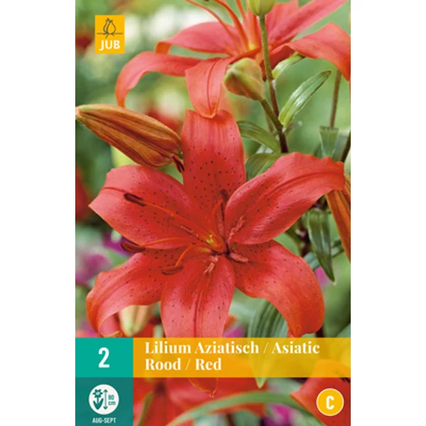 Liliom VIRÁGHAGYMA LILIUM ASIATIC RED 2DB/CSOMAG JUB 310810