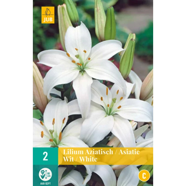 Liliom VIRÁGHAGYMA LILIUM ASIATIC WHITE 2DB/CSOMAG JUB 310870