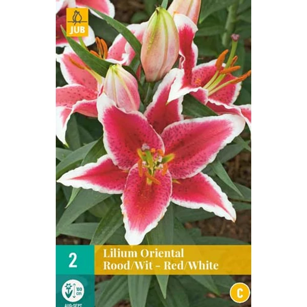 Liliom VIRÁGHAGYMA LILIUM ORIENTAL RED WHITE 2DB/CSOMAG JUB 310879