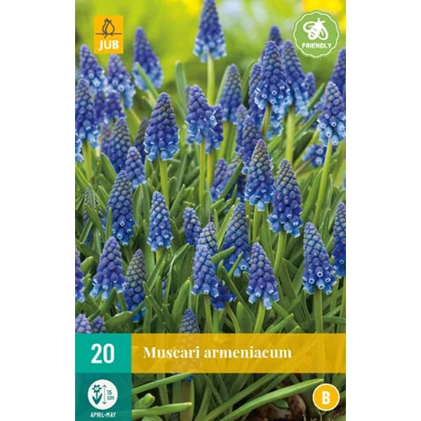 Fürtös gyöngyike VIRÁGHAGYMA MUSCARI ARMENIACUM 20DB/CSOMAG JUB 311000