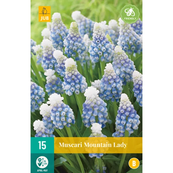 Fürtös gyöngyike VIRÁGHAGYMA MUSCARI MONTAIN LADY 15DB/CSOMAG JUB 311140