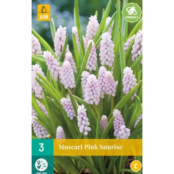 Fürtös gyöngyike VIRÁGHAGYMA MUSCARI PINK SUNRISE 3DB/CSOMAG JUB 311180
