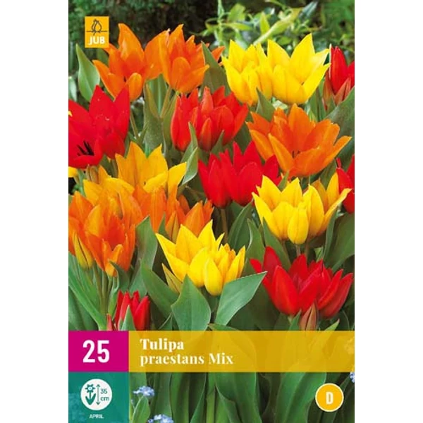 Virághagyma Tulipán