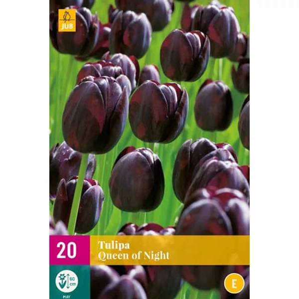 Virághagyma Tulipán