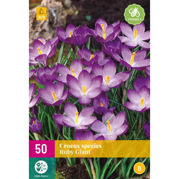 Krókusz VIRÁGHAGYMA CROCUS SPECIES RUBY GIANT 50DB/CSOMAG JUB 323400