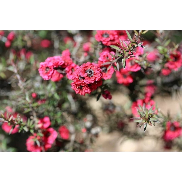 Új-zélandi teafa LEPTOSPERMUM SCOPARIUM K3