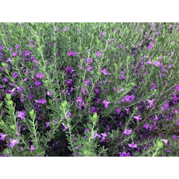 Texas zsálya LEUCOPHYLLUM GREEN CLOUD K3