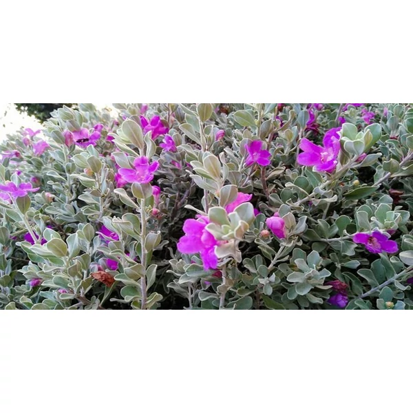Texas zsálya LEUCOPHYLLUM LANGMANIAE K3