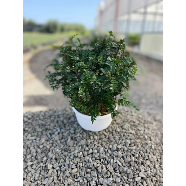 Borsfa ZANTHOXYLUM BOKOR BONSAI TÁLBAN K3